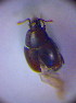  ( - BC ZSM COL 01576)  @12 [ ] CreativeCommons - Attribution Non-Commercial Share-Alike (2010) Stefan Schmidt SNSB, Zoologische Staatssammlung Muenchen