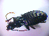  ( - BC ZSM COL 01587)  @12 [ ] CreativeCommons - Attribution Non-Commercial Share-Alike (2010) Stefan Schmidt SNSB, Zoologische Staatssammlung Muenchen