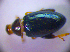  ( - BC ZSM COL 01592)  @12 [ ] CreativeCommons - Attribution Non-Commercial Share-Alike (2010) Stefan Schmidt SNSB, Zoologische Staatssammlung Muenchen