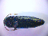  ( - BC ZSM COL 01613)  @12 [ ] CreativeCommons - Attribution Non-Commercial Share-Alike (2010) Stefan Schmidt SNSB, Zoologische Staatssammlung Muenchen