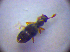  ( - BC ZSM COL 01661)  @12 [ ] CreativeCommons - Attribution Non-Commercial Share-Alike (2010) Stefan Schmidt SNSB, Zoologische Staatssammlung Muenchen