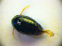 (Scaphisoma balcanicum - BC ZSM COL 01672)  @12 [ ] CreativeCommons - Attribution Non-Commercial Share-Alike (2010) Stefan Schmidt SNSB, Zoologische Staatssammlung Muenchen