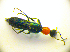 ( - BC ZSM COL 01697)  @12 [ ] CreativeCommons - Attribution Non-Commercial Share-Alike (2010) Stefan Schmidt SNSB, Zoologische Staatssammlung Muenchen