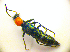  ( - BC ZSM COL 01698)  @12 [ ] CreativeCommons - Attribution Non-Commercial Share-Alike (2010) Stefan Schmidt SNSB, Zoologische Staatssammlung Muenchen