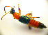  ( - BC ZSM COL 01706)  @12 [ ] CreativeCommons - Attribution Non-Commercial Share-Alike (2010) Stefan Schmidt SNSB, Zoologische Staatssammlung Muenchen