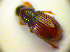  ( - BC ZSM COL 01723)  @12 [ ] CreativeCommons - Attribution Non-Commercial Share-Alike (2010) Stefan Schmidt SNSB, Zoologische Staatssammlung Muenchen