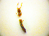  ( - BC ZSM COL 01740)  @12 [ ] CreativeCommons - Attribution Non-Commercial Share-Alike (2010) Stefan Schmidt SNSB, Zoologische Staatssammlung Muenchen