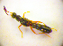  ( - BC ZSM COL 01756)  @11 [ ] CreativeCommons - Attribution Non-Commercial Share-Alike (2010) Stefan Schmidt SNSB, Zoologische Staatssammlung Muenchen