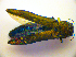  ( - BC ZSM COL 01776)  @13 [ ] CreativeCommons - Attribution Non-Commercial Share-Alike (2010) Stefan Schmidt SNSB, Zoologische Staatssammlung Muenchen
