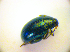  ( - BC ZSM COL 01791)  @12 [ ] CreativeCommons - Attribution Non-Commercial Share-Alike (2010) Stefan Schmidt SNSB, Zoologische Staatssammlung Muenchen