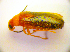  ( - BC ZSM COL 01795)  @13 [ ] CreativeCommons - Attribution Non-Commercial Share-Alike (2010) Stefan Schmidt SNSB, Zoologische Staatssammlung Muenchen