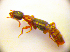  ( - BC ZSM COL 01848)  @12 [ ] CreativeCommons - Attribution Non-Commercial Share-Alike (2010) Stefan Schmidt SNSB, Zoologische Staatssammlung Muenchen