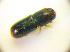  ( - BC ZSM COL 01851)  @11 [ ] CreativeCommons - Attribution Non-Commercial Share-Alike (2010) Stefan Schmidt SNSB, Zoologische Staatssammlung Muenchen