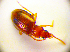  ( - BC ZSM COL 01860)  @12 [ ] CreativeCommons - Attribution Non-Commercial Share-Alike (2010) Stefan Schmidt SNSB, Zoologische Staatssammlung Muenchen
