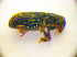  ( - BC ZSM COL 01862)  @11 [ ] CreativeCommons - Attribution Non-Commercial Share-Alike (2010) Stefan Schmidt SNSB, Zoologische Staatssammlung Muenchen