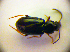  (Acupalpus brunnipes - BC ZSM COL 01892)  @13 [ ] CreativeCommons - Attribution Non-Commercial Share-Alike (2010) Stefan Schmidt SNSB, Zoologische Staatssammlung Muenchen