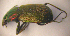  ( - BC ZSM COLA 00104)  @12 [ ] CreativeCommons - Attribution Non-Commercial Share-Alike (2010) Unspecified SNSB, Zoologische Staatssammlung Muenchen
