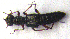  ( - BC ZSM COLA 00109)  @11 [ ] CreativeCommons - Attribution Non-Commercial Share-Alike (2010) Unspecified SNSB, Zoologische Staatssammlung Muenchen