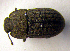  ( - BC ZSM COLA 00143)  @13 [ ] CreativeCommons - Attribution Non-Commercial Share-Alike (2010) Unspecified SNSB, Zoologische Staatssammlung Muenchen