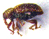  (Lignyodes enucleator - BC ZSM COLA 00145)  @13 [ ] CreativeCommons - Attribution Non-Commercial Share-Alike (2010) Unspecified SNSB, Zoologische Staatssammlung Muenchen