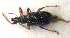  ( - BC ZSM COLA 00158)  @11 [ ] CreativeCommons - Attribution Non-Commercial Share-Alike (2010) Unspecified SNSB, Zoologische Staatssammlung Muenchen