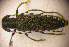  ( - BC ZSM COLA 00162)  @11 [ ] CreativeCommons - Attribution Non-Commercial Share-Alike (2010) Unspecified SNSB, Zoologische Staatssammlung Muenchen