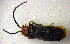  ( - BC ZSM COLA 00165)  @11 [ ] CreativeCommons - Attribution Non-Commercial Share-Alike (2010) Unspecified SNSB, Zoologische Staatssammlung Muenchen