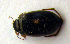  ( - BC ZSM COLA 00180)  @12 [ ] CreativeCommons - Attribution Non-Commercial Share-Alike (2010) Unspecified SNSB, Zoologische Staatssammlung Muenchen