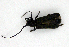  ( - BC ZSM COLA 00183)  @12 [ ] CreativeCommons - Attribution Non-Commercial Share-Alike (2010) Unspecified SNSB, Zoologische Staatssammlung Muenchen