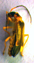  ( - BC ZSM COL 01144)  @12 [ ] CreativeCommons - Attribution Non-Commercial Share-Alike (2010) Stefan Schmidt SNSB, Zoologische Staatssammlung Muenchen
