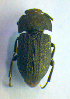  ( - BC ZSM COL 01154)  @13 [ ] CreativeCommons - Attribution Non-Commercial Share-Alike (2010) Stefan Schmidt SNSB, Zoologische Staatssammlung Muenchen