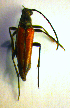  ( - BC ZSM COL 01160)  @12 [ ] CreativeCommons - Attribution Non-Commercial Share-Alike (2010) Stefan Schmidt SNSB, Zoologische Staatssammlung Muenchen