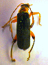  ( - BC ZSM COL 01176)  @13 [ ] CreativeCommons - Attribution Non-Commercial Share-Alike (2010) Stefan Schmidt SNSB, Zoologische Staatssammlung Muenchen