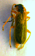  ( - BC ZSM COL 01177)  @13 [ ] CreativeCommons - Attribution Non-Commercial Share-Alike (2010) Stefan Schmidt SNSB, Zoologische Staatssammlung Muenchen