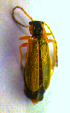  ( - BC ZSM COL 01178)  @12 [ ] CreativeCommons - Attribution Non-Commercial Share-Alike (2010) Stefan Schmidt SNSB, Zoologische Staatssammlung Muenchen