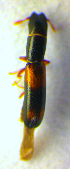  ( - BC ZSM COL 01193)  @12 [ ] CreativeCommons - Attribution Non-Commercial Share-Alike (2010) Stefan Schmidt SNSB, Zoologische Staatssammlung Muenchen