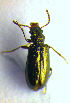  (Rabocerus gabrieli - BC ZSM COL 01206)  @13 [ ] CreativeCommons - Attribution Non-Commercial Share-Alike (2010) Stefan Schmidt SNSB, Zoologische Staatssammlung Muenchen