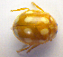  ( - BC ZSM COL 01233)  @13 [ ] CreativeCommons - Attribution Non-Commercial Share-Alike (2010) Stefan Schmidt SNSB, Zoologische Staatssammlung Muenchen