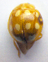  ( - BC ZSM COL 01234)  @12 [ ] CreativeCommons - Attribution Non-Commercial Share-Alike (2010) Stefan Schmidt SNSB, Zoologische Staatssammlung Muenchen