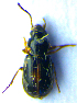 ( - BC ZSM COL 02002)  @12 [ ] CreativeCommons - Attribution Non-Commercial Share-Alike (2010) Stefan Schmidt SNSB, Zoologische Staatssammlung Muenchen