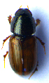  (Bodiloides - BC ZSM COL 02025)  @13 [ ] CreativeCommons - Attribution Non-Commercial Share-Alike (2010) Stefan Schmidt SNSB, Zoologische Staatssammlung Muenchen