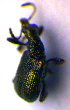  ( - BC ZSM COL 02058)  @12 [ ] CreativeCommons - Attribution Non-Commercial Share-Alike (2010) Stefan Schmidt SNSB, Zoologische Staatssammlung Muenchen