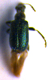  ( - BC ZSM COL 02059)  @12 [ ] CreativeCommons - Attribution Non-Commercial Share-Alike (2010) Stefan Schmidt SNSB, Zoologische Staatssammlung Muenchen