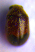  ( - BC ZSM COL 02062)  @12 [ ] CreativeCommons - Attribution Non-Commercial Share-Alike (2010) Stefan Schmidt SNSB, Zoologische Staatssammlung Muenchen
