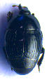  ( - BC ZSM COL 02113)  @12 [ ] CreativeCommons - Attribution Non-Commercial Share-Alike (2010) Stefan Schmidt SNSB, Zoologische Staatssammlung Muenchen