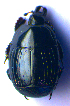 ( - BC ZSM COL 02114)  @12 [ ] CreativeCommons - Attribution Non-Commercial Share-Alike (2010) Stefan Schmidt SNSB, Zoologische Staatssammlung Muenchen