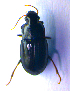  (Harpalus melancholicus - BC ZSM COL 02140)  @13 [ ] CreativeCommons - Attribution Non-Commercial Share-Alike (2010) Stefan Schmidt SNSB, Zoologische Staatssammlung Muenchen