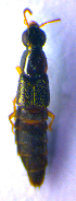  (Quedius auricomus - BC ZSM COL 02141)  @12 [ ] CreativeCommons - Attribution Non-Commercial Share-Alike (2010) Stefan Schmidt SNSB, Zoologische Staatssammlung Muenchen