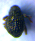  ( - BC ZSM COL 02146)  @11 [ ] CreativeCommons - Attribution Non-Commercial Share-Alike (2010) Stefan Schmidt SNSB, Zoologische Staatssammlung Muenchen