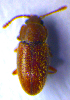  ( - BC ZSM COL 02149)  @11 [ ] CreativeCommons - Attribution Non-Commercial Share-Alike (2010) Stefan Schmidt SNSB, Zoologische Staatssammlung Muenchen